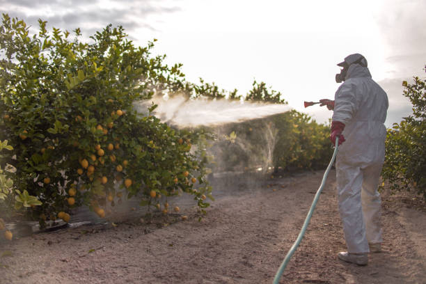 Best Exterminator Services  in Wild Peach Village, TX