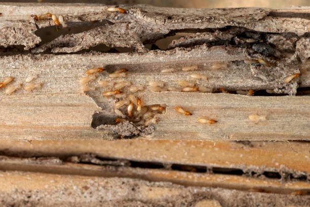 Best Flea Control Services  in Wild Peach Village, TX