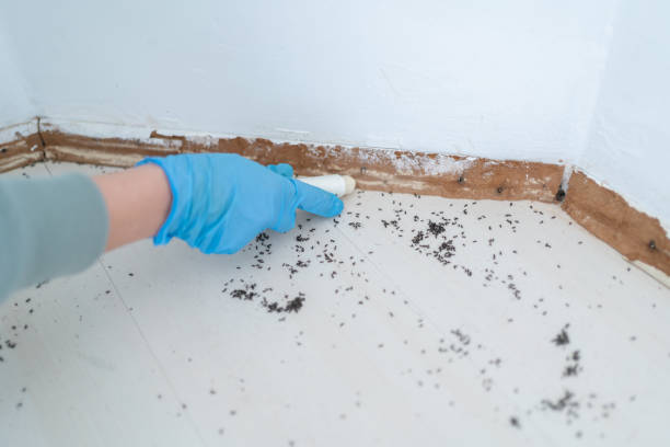 Best Best Pest Control Companies  in Wild Peach Village, TX